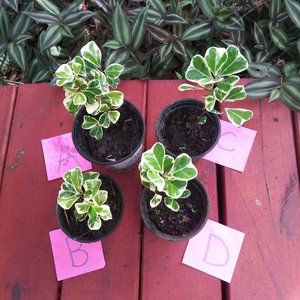 Variegated Ficus Triangularis'